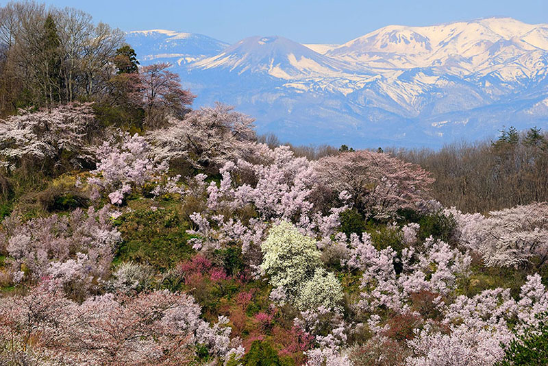 桜_2-07福島県提供_花見山