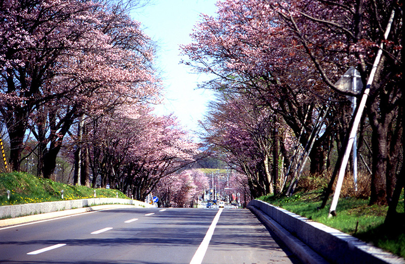 桜_1-05中登別桜のトンネル